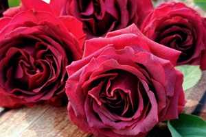 豐花月季品種排名